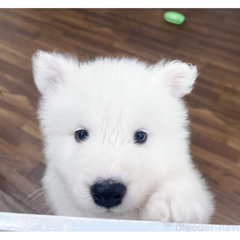 成約済の東京都のサモエド-421689の5枚目