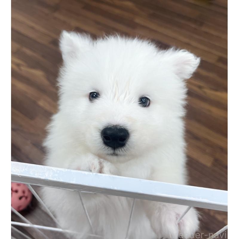 成約済の東京都のサモエド-421689の4枚目