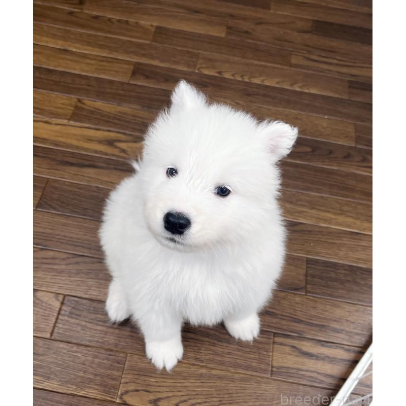 成約済の東京都のサモエド-421689の3枚目