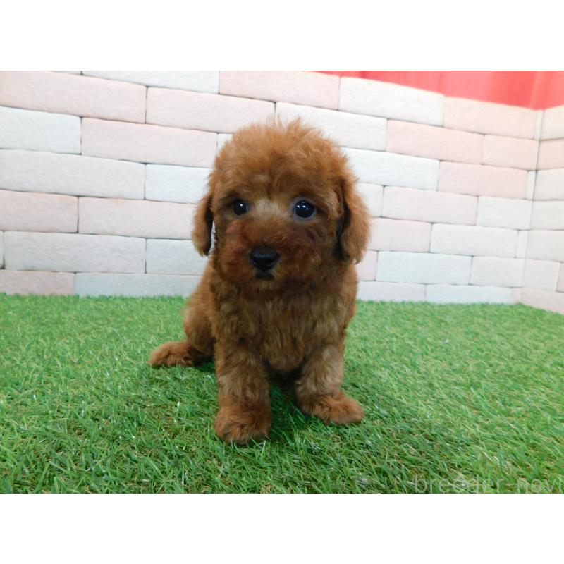 販売中の三重県のタイニープードル-421852の5枚目