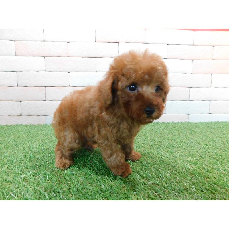 販売中の三重県のタイニープードル-421852の4枚目