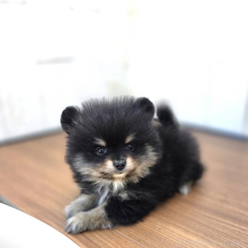 販売中の茨城県のポメラニアン-421132