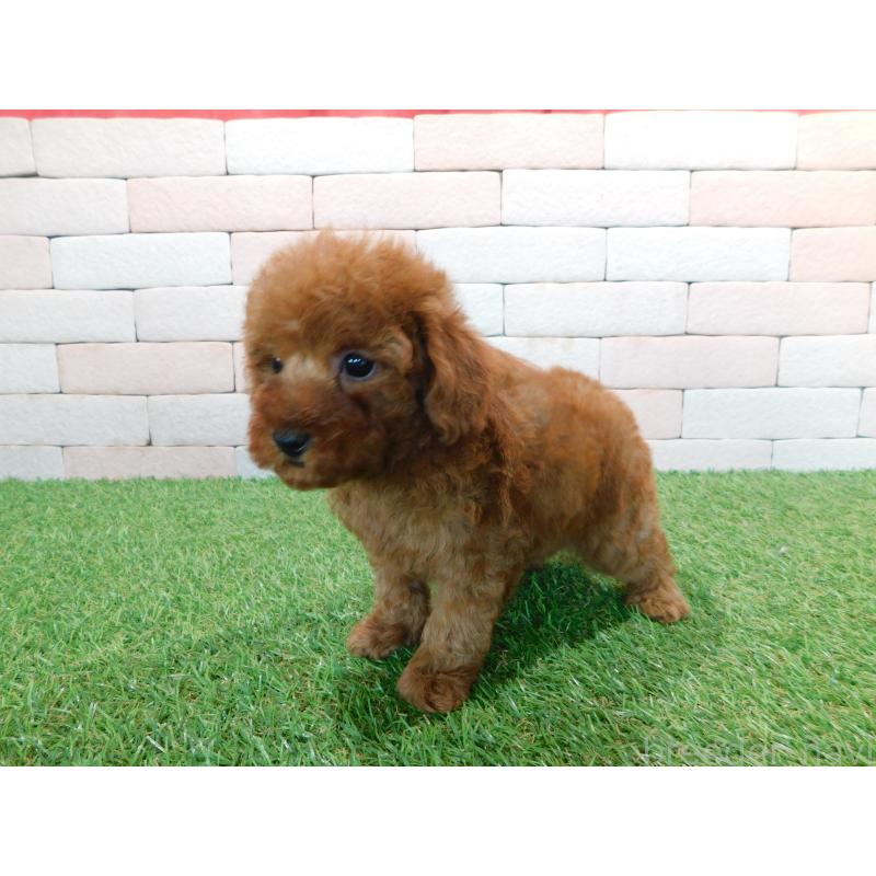 販売中の三重県のタイニープードル-421852の3枚目