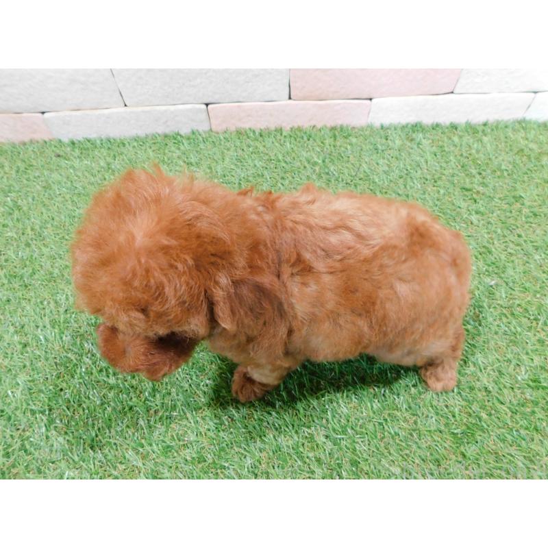 販売中の三重県のタイニープードル-421852の2枚目