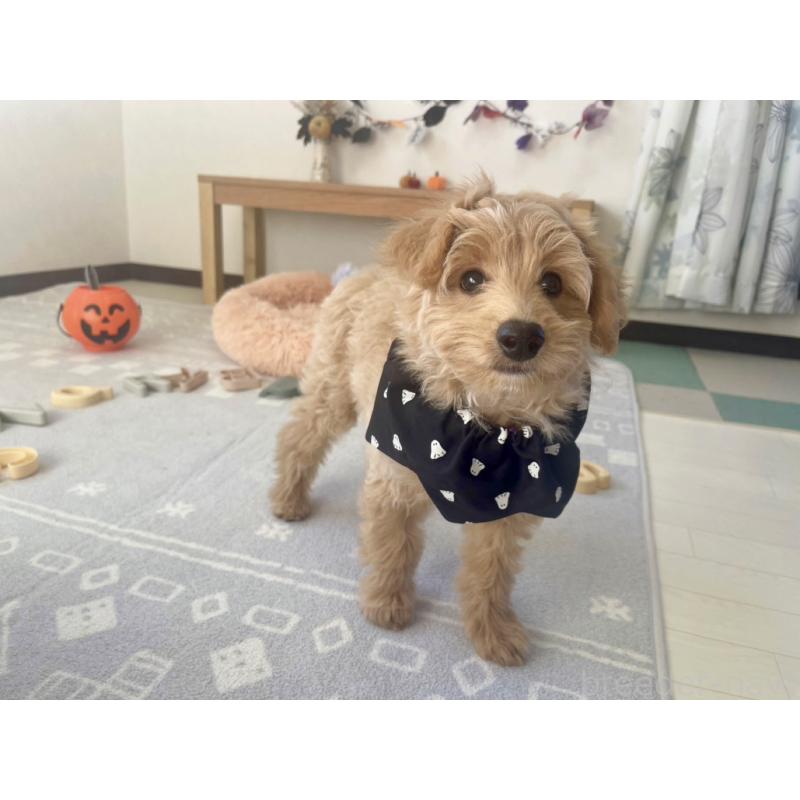 販売中の福岡県のポメプー:ポメラニアン×トイプードル-406555の15枚目