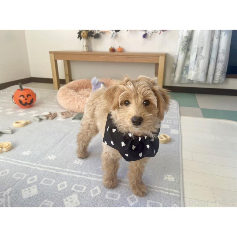 販売中の福岡県のポメプー:ポメラニアン×トイプードル-406555の14枚目