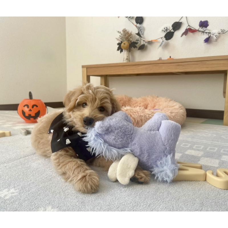 販売中の福岡県のポメプー:ポメラニアン×トイプードル-406555の13枚目