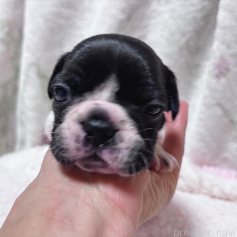 販売中の三重県のフレンチブルドッグ-423312