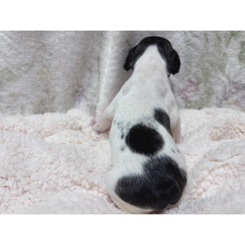 販売中の三重県のフレンチブルドッグ-423312の5枚目