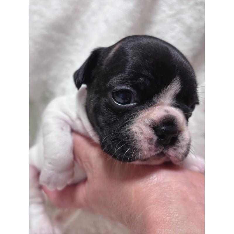 販売中の三重県のフレンチブルドッグ-423312の4枚目