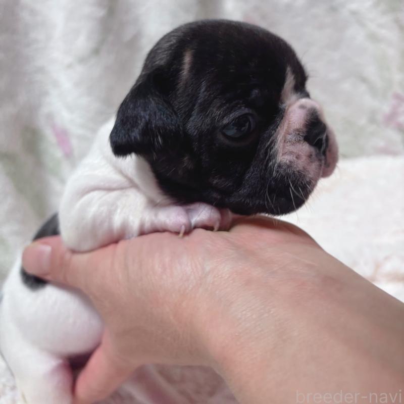 販売中の三重県のフレンチブルドッグ-423312の3枚目