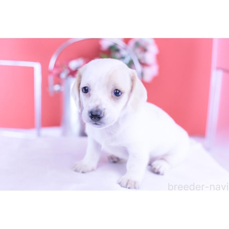 販売中の愛知県のミニチュアダックスフンド(スムースヘアード)-423311の15枚目