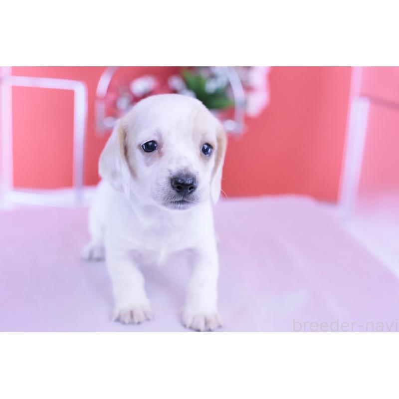 販売中の愛知県のミニチュアダックスフンド(スムースヘアード)-423311の13枚目