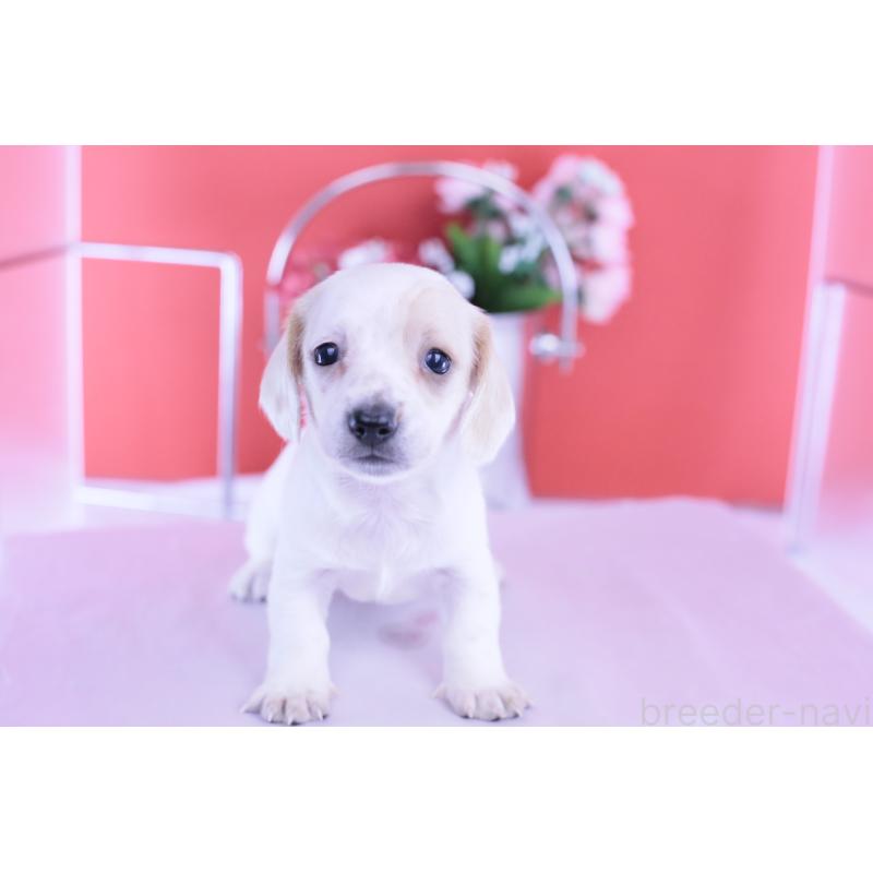 販売中の愛知県のミニチュアダックスフンド(スムースヘアード)-423311の12枚目