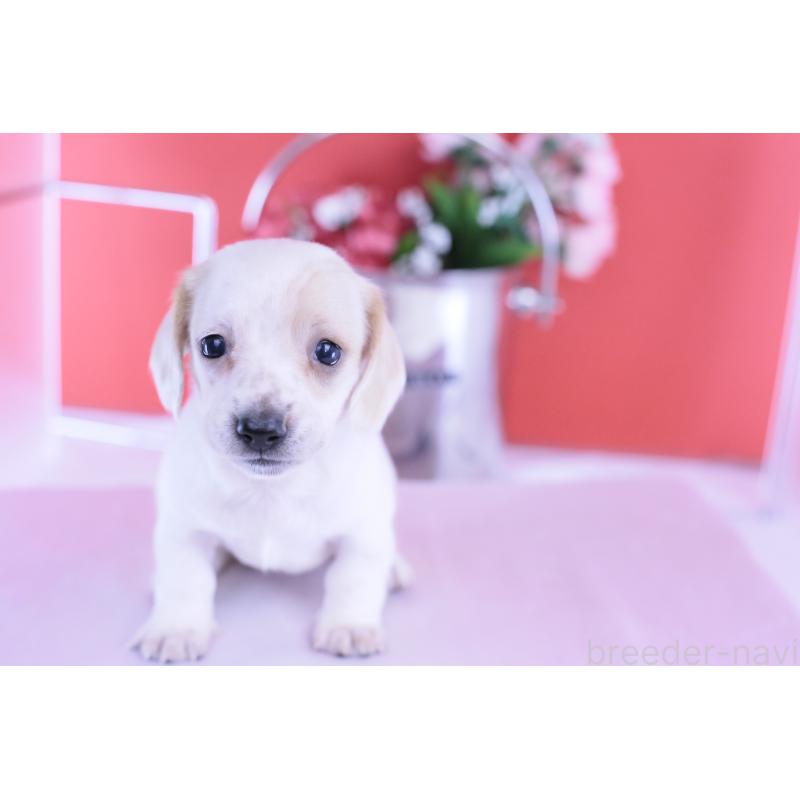 販売中の愛知県のミニチュアダックスフンド(スムースヘアード)-423311の11枚目