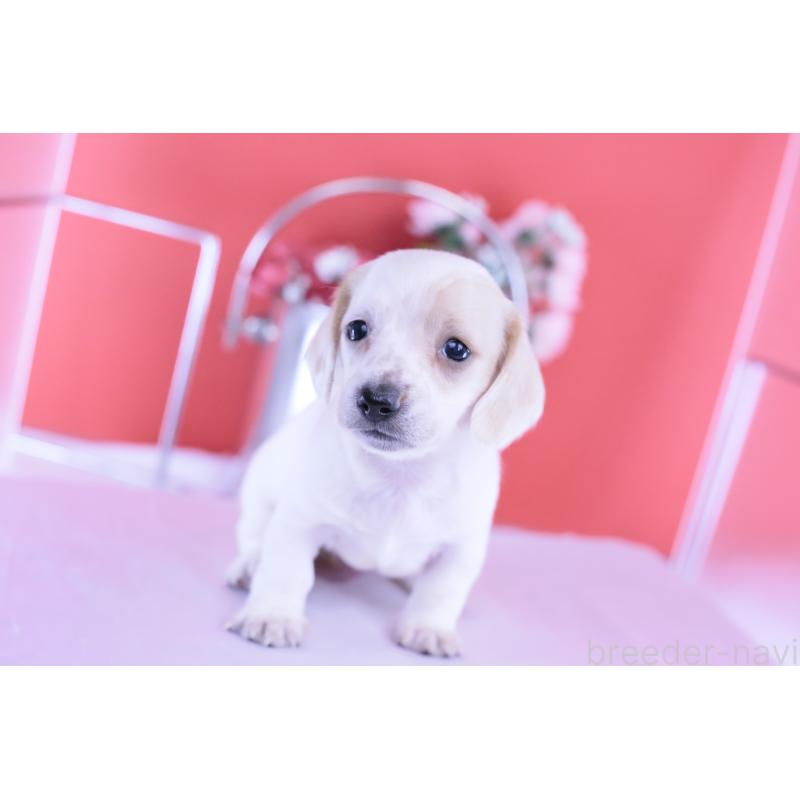 販売中の愛知県のミニチュアダックスフンド(スムースヘアード)-423311の10枚目