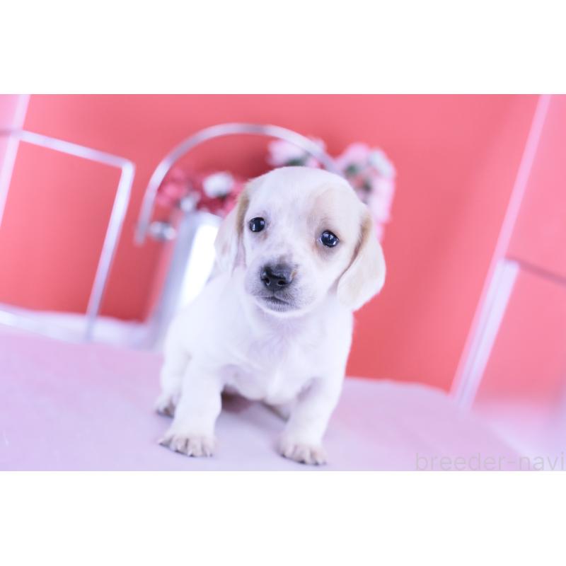 販売中の愛知県のミニチュアダックスフンド(スムースヘアード)-423311の9枚目