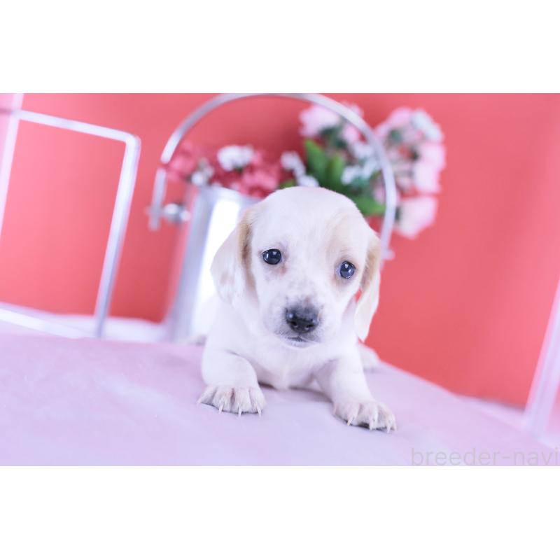 販売中の愛知県のミニチュアダックスフンド(スムースヘアード)-423311の8枚目