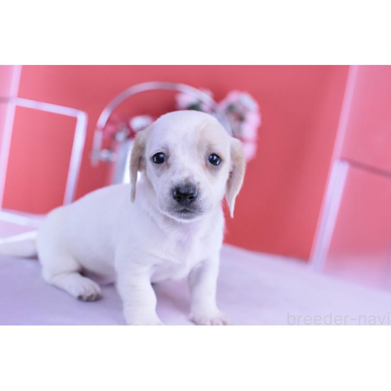 販売中の愛知県のミニチュアダックスフンド(スムースヘアード)-423311の7枚目