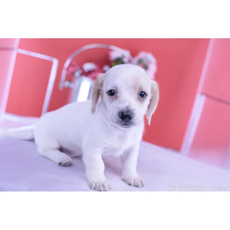 販売中の愛知県のミニチュアダックスフンド(スムースヘアード)-423311の6枚目