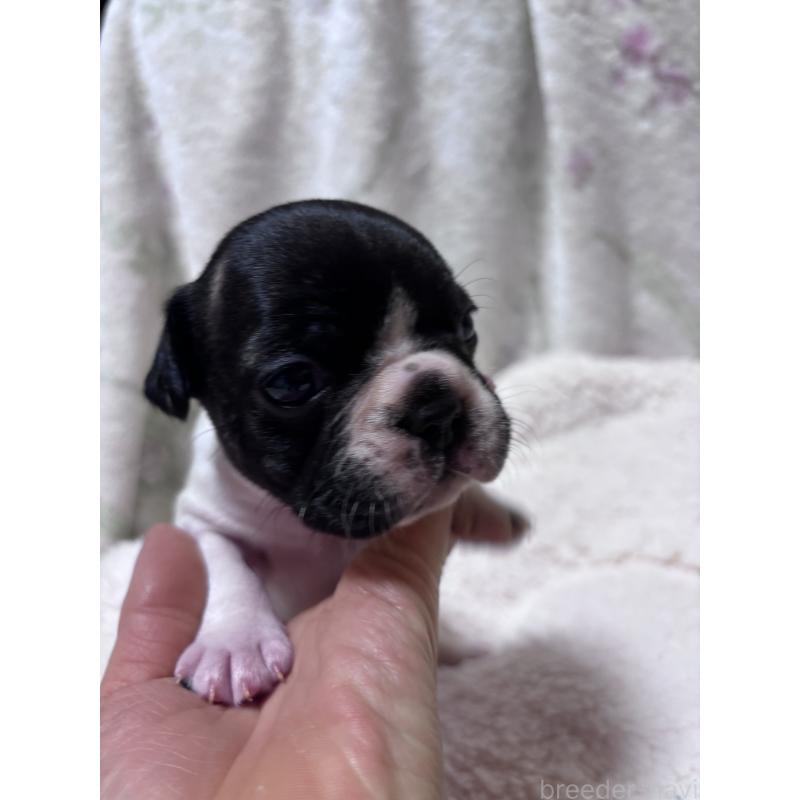 販売中の三重県のフレンチブルドッグ-423312の2枚目