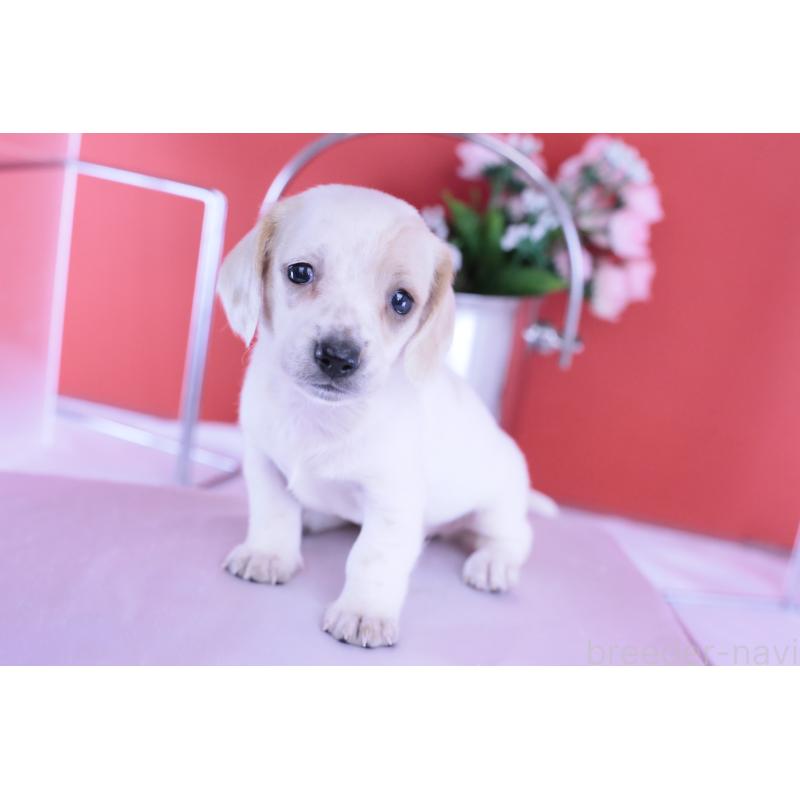 販売中の愛知県のミニチュアダックスフンド(スムースヘアード)-423311の5枚目