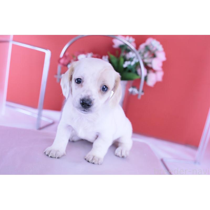 販売中の愛知県のミニチュアダックスフンド(スムースヘアード)-423311の4枚目