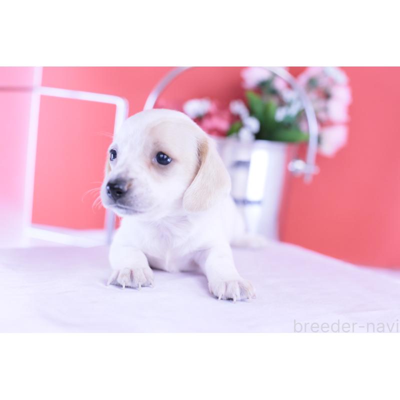 販売中の愛知県のミニチュアダックスフンド(スムースヘアード)-423311の3枚目