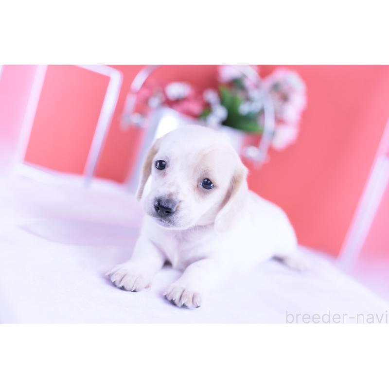 販売中の愛知県のミニチュアダックスフンド(スムースヘアード)-423311の2枚目