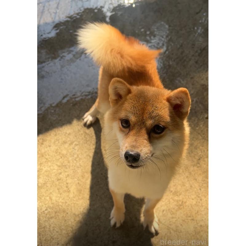 カレーちゃん1枚目