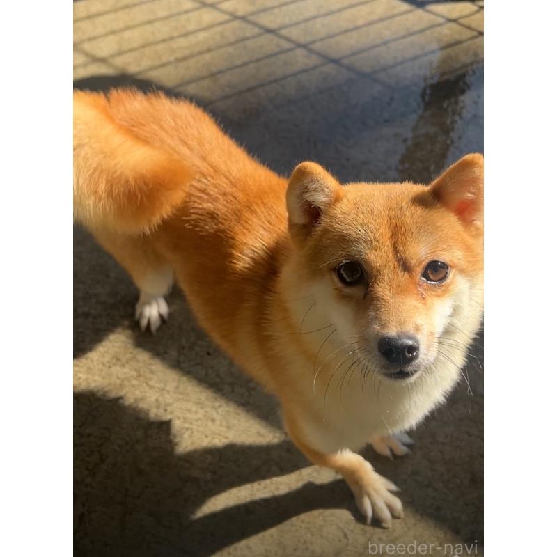 カレーちゃん1枚目