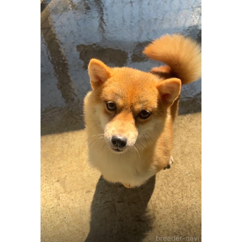 カレーちゃん1枚目