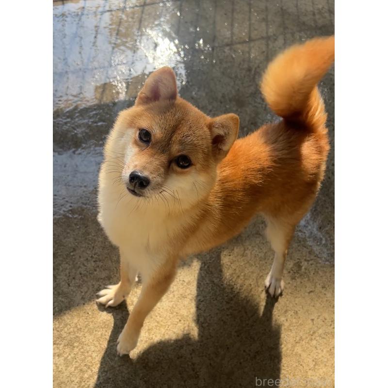 カレーちゃん1枚目