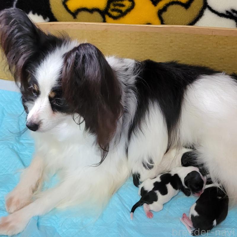 販売中の埼玉県のパピヨン-423313の3枚目