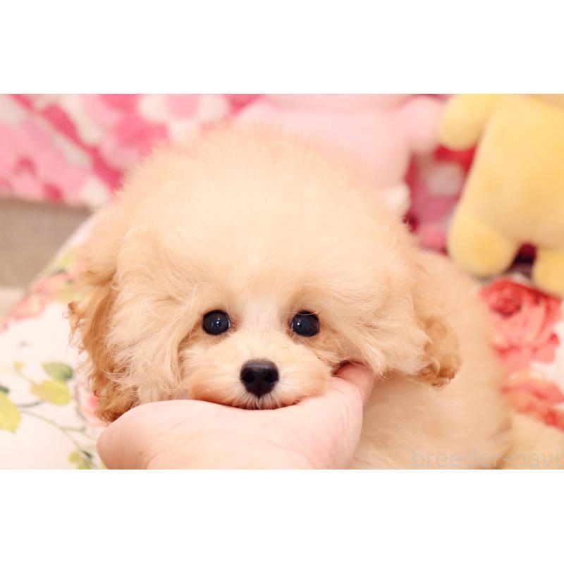 販売中の宮城県のティーカッププードル-409955