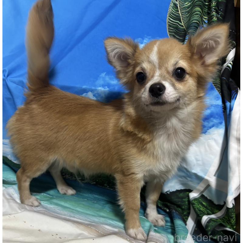 販売中の愛知県のチワワ(ロングコート)-423314の5枚目