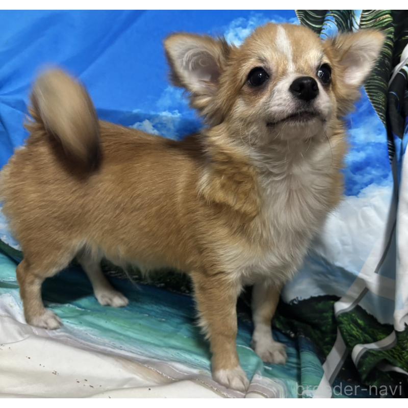 販売中の愛知県のチワワ(ロングコート)-423314の4枚目