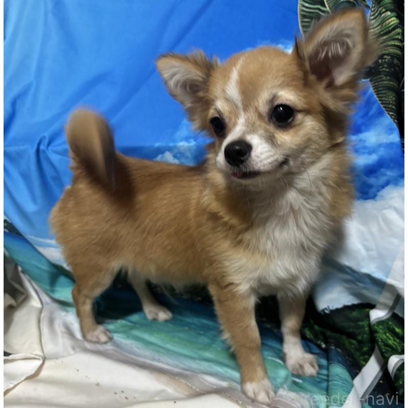 販売中の愛知県のチワワ(ロングコート)-423314の3枚目