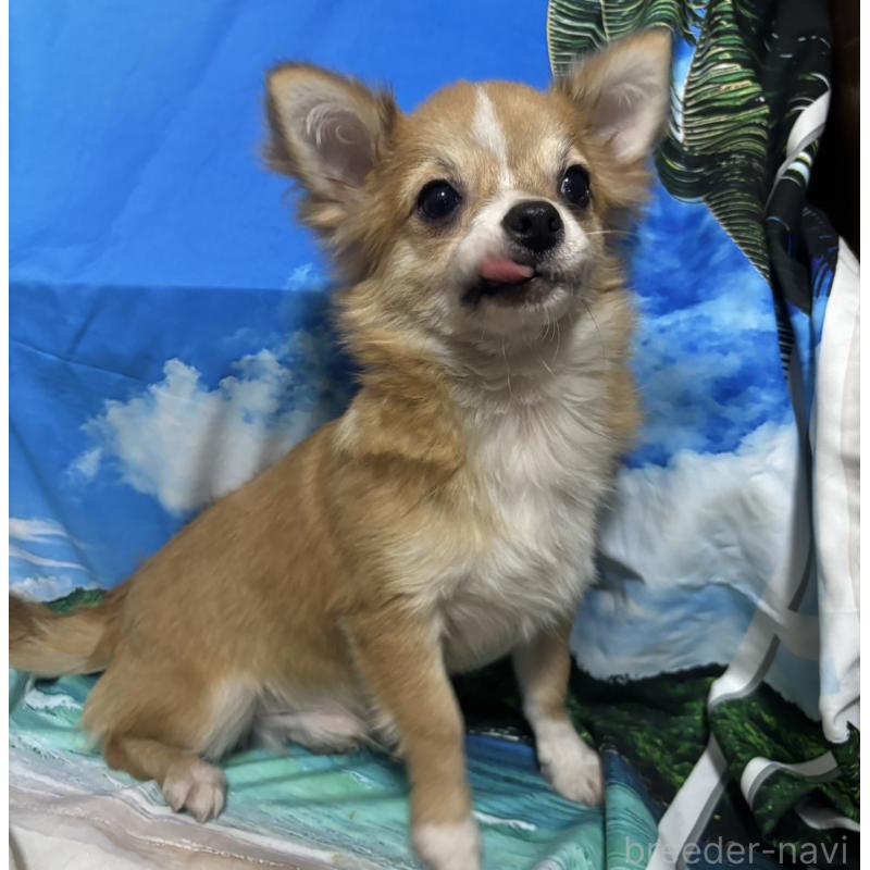 販売中の愛知県のチワワ(ロングコート)-423314の1枚目