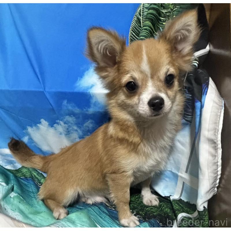 販売中の愛知県のチワワ(ロングコート)-423314の2枚目