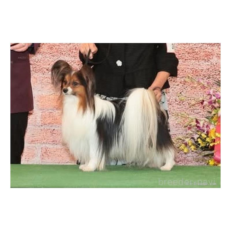 販売中の埼玉県のパピヨン-423313の2枚目