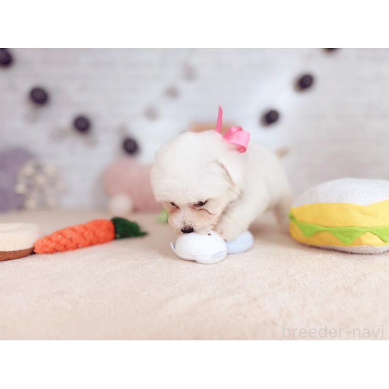 販売中の北海道のビションフリーゼ-423315の5枚目