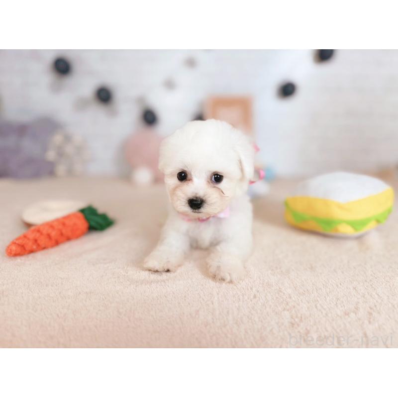 販売中の北海道のビションフリーゼ-423315の4枚目