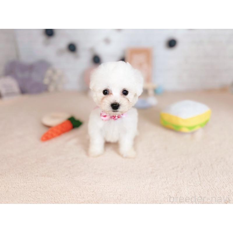 販売中の北海道のビションフリーゼ-423315の3枚目