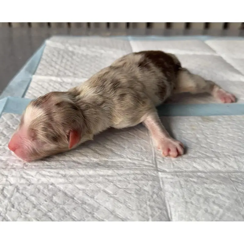 販売中の山梨県のオーストラリアンシェパード-423316の3枚目