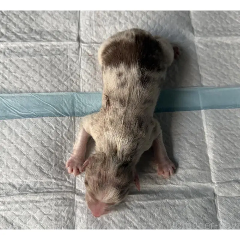 販売中の山梨県のオーストラリアンシェパード-423316の2枚目