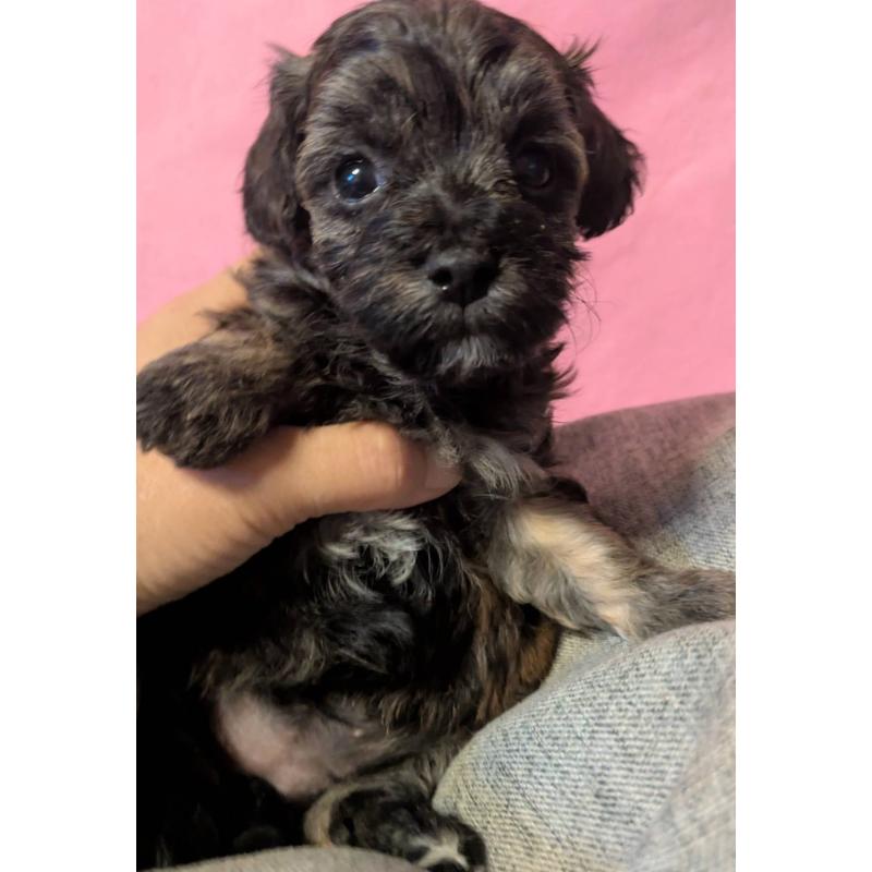 販売中の埼玉県のマルプー:マルチーズ×トイプードル-423322の9枚目