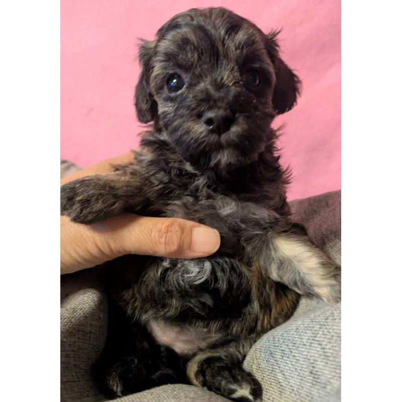 販売中の埼玉県のマルプー:マルチーズ×トイプードル-423322の8枚目