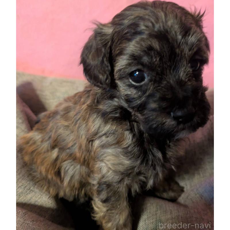 販売中の埼玉県のマルプー:マルチーズ×トイプードル-423322の7枚目