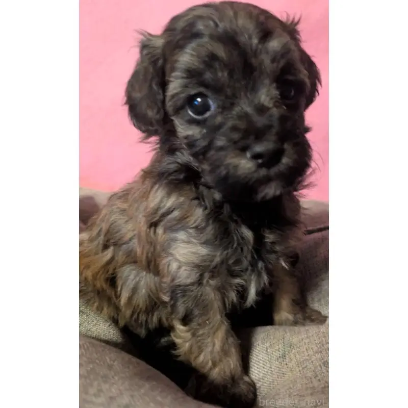 販売中の埼玉県のマルプー:マルチーズ×トイプードル-423322の1枚目